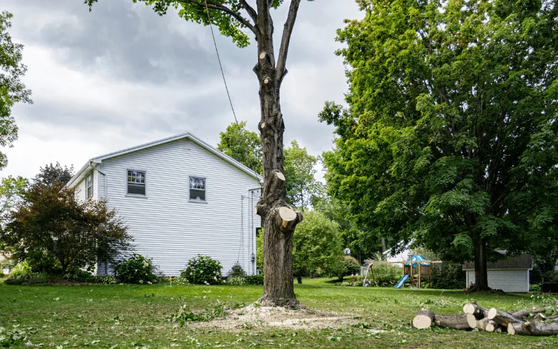 our-tree-removal-process