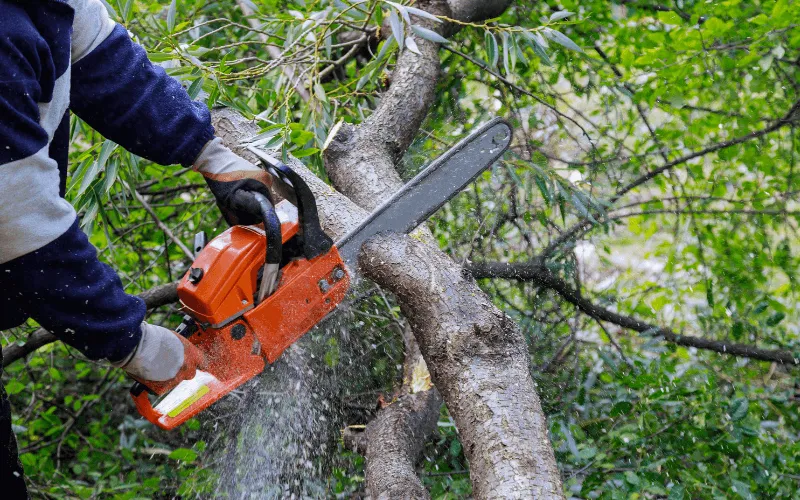 some-tree-limbs-being-trimmed